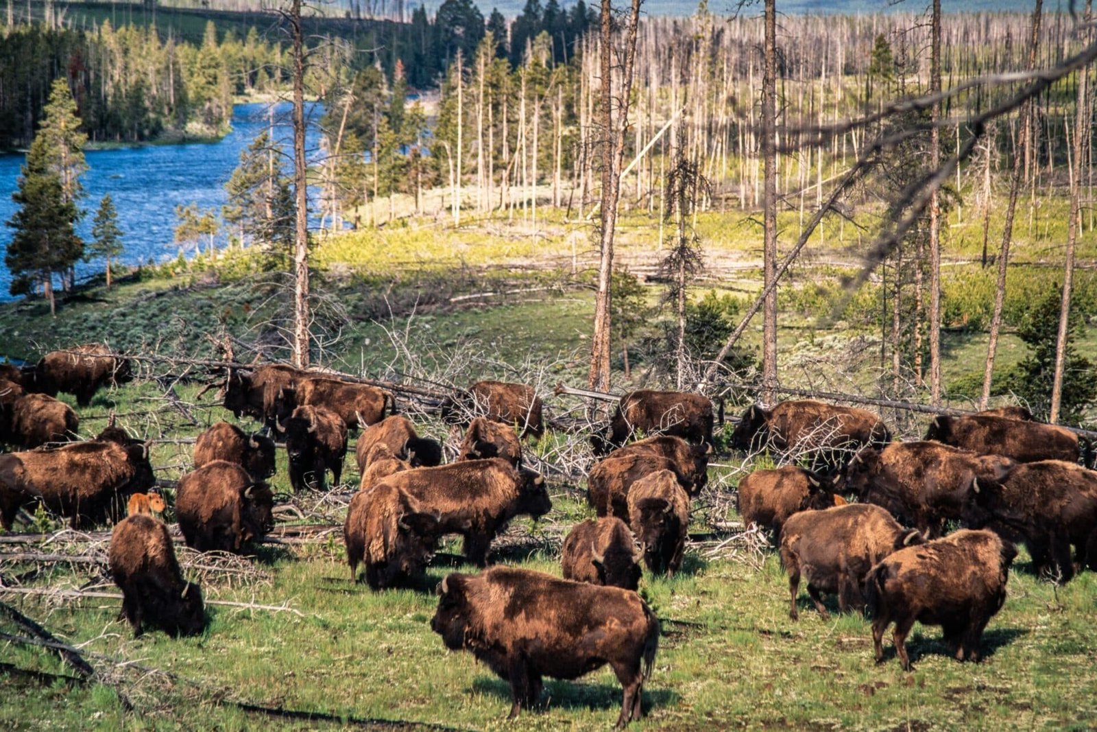 Wild life is not migrating outside the Yellowstone National Park, despite the misinformation of dissemination on social networks, says NPS

